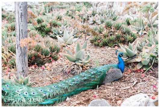 Leo Carrillo Ranch Historic Park Carlsbad Wedding San Diego Wedding Photographer|Kristine Marie Photography