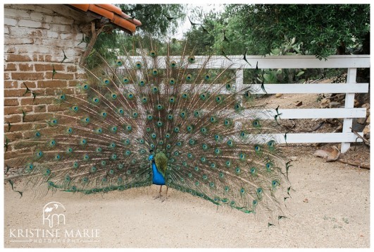Leo Carrillo Ranch Historic Park Carlsbad Wedding San Diego Wedding Photographer|Kristine Marie Photography
