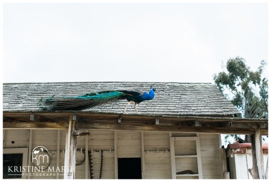 Leo Carrillo Ranch Historic Park Carlsbad Wedding San Diego Wedding Photographer|Kristine Marie Photography