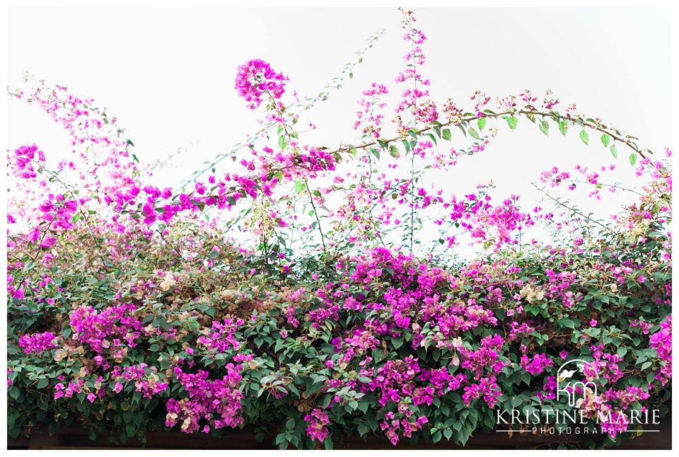 Pink Flowers | Old Town Engagement Photo | San Diego Engagement Wedding Photographer | Kristine Marie Photography | © www.kristinemariephotography.com