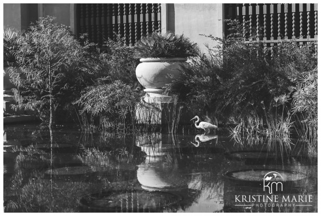 Swan San Diego Botanical Gardens | Balboa Park Engagement | San Diego Engagement Wedding Photographer | Kristine Marie Photography | © www.kristinemariephotography.com