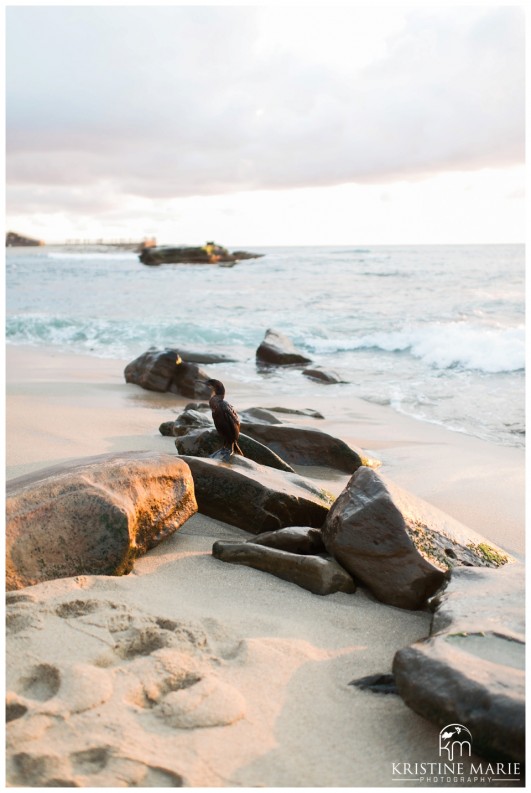 Bird on Rock | La Jolla Cove Beach Engagement Photo | San Diego Engagement Wedding Photographer | Kristine Marie Photography © www.kristinemariephotography.com (11)