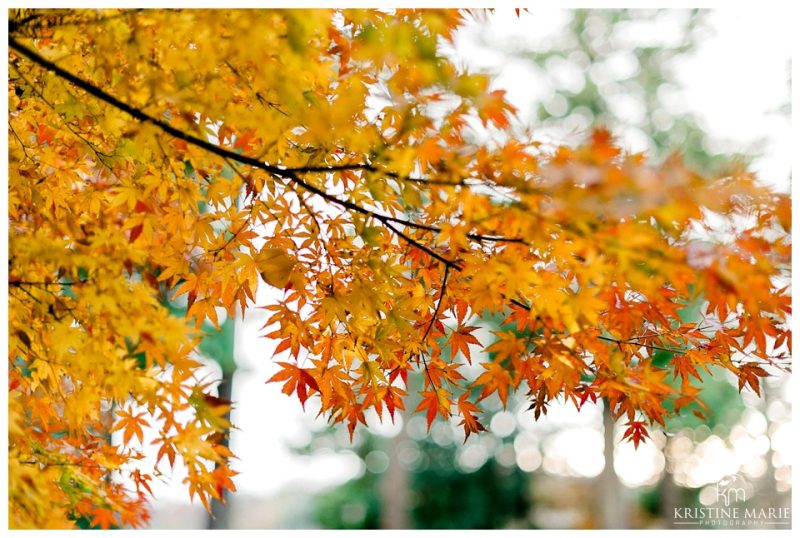 Yokosuka Yokohama Ikego Tokyo Maternity Family Photographer | Engakuji | © Kristine Marie Photography (16)